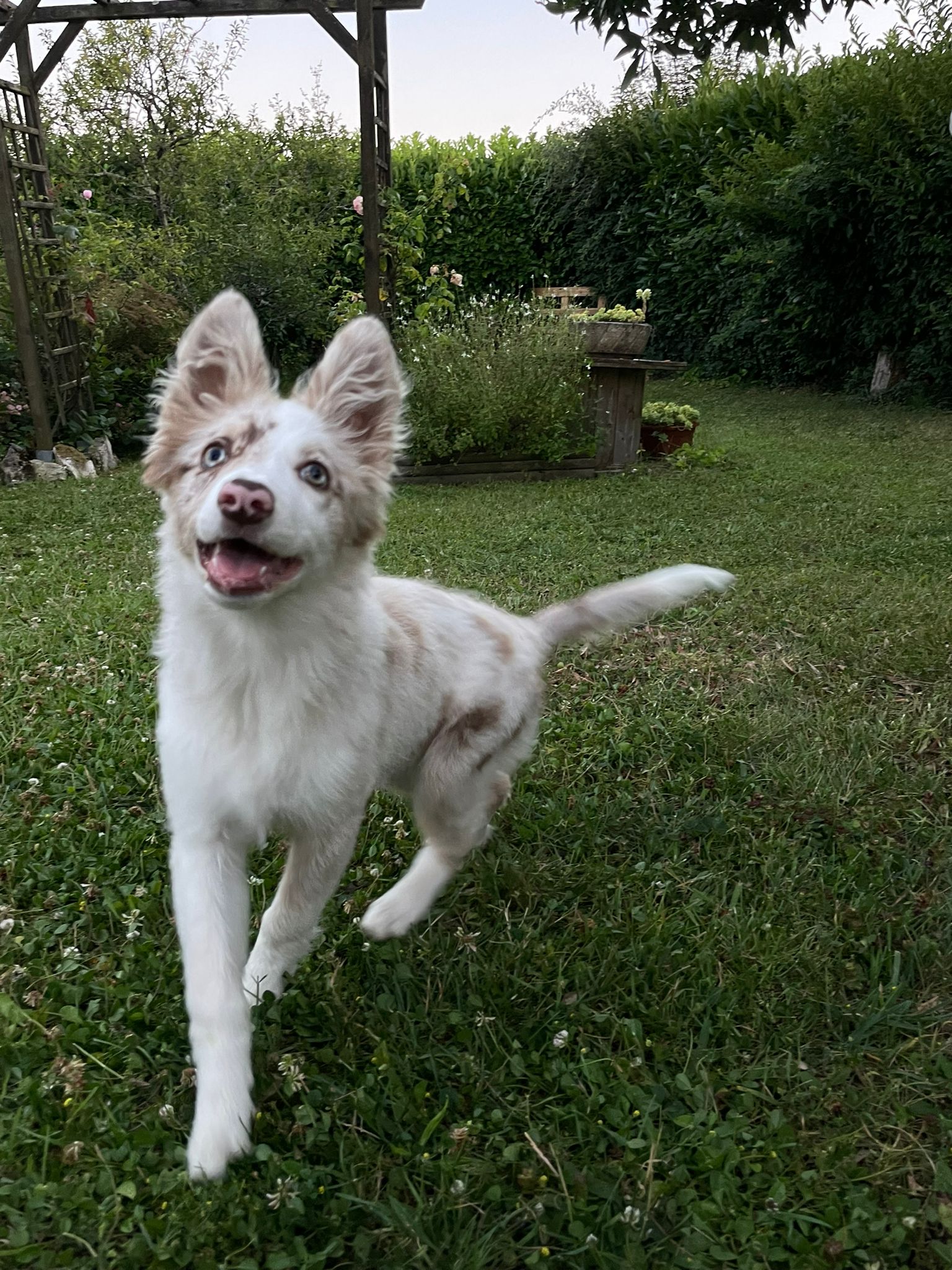Balade canine
