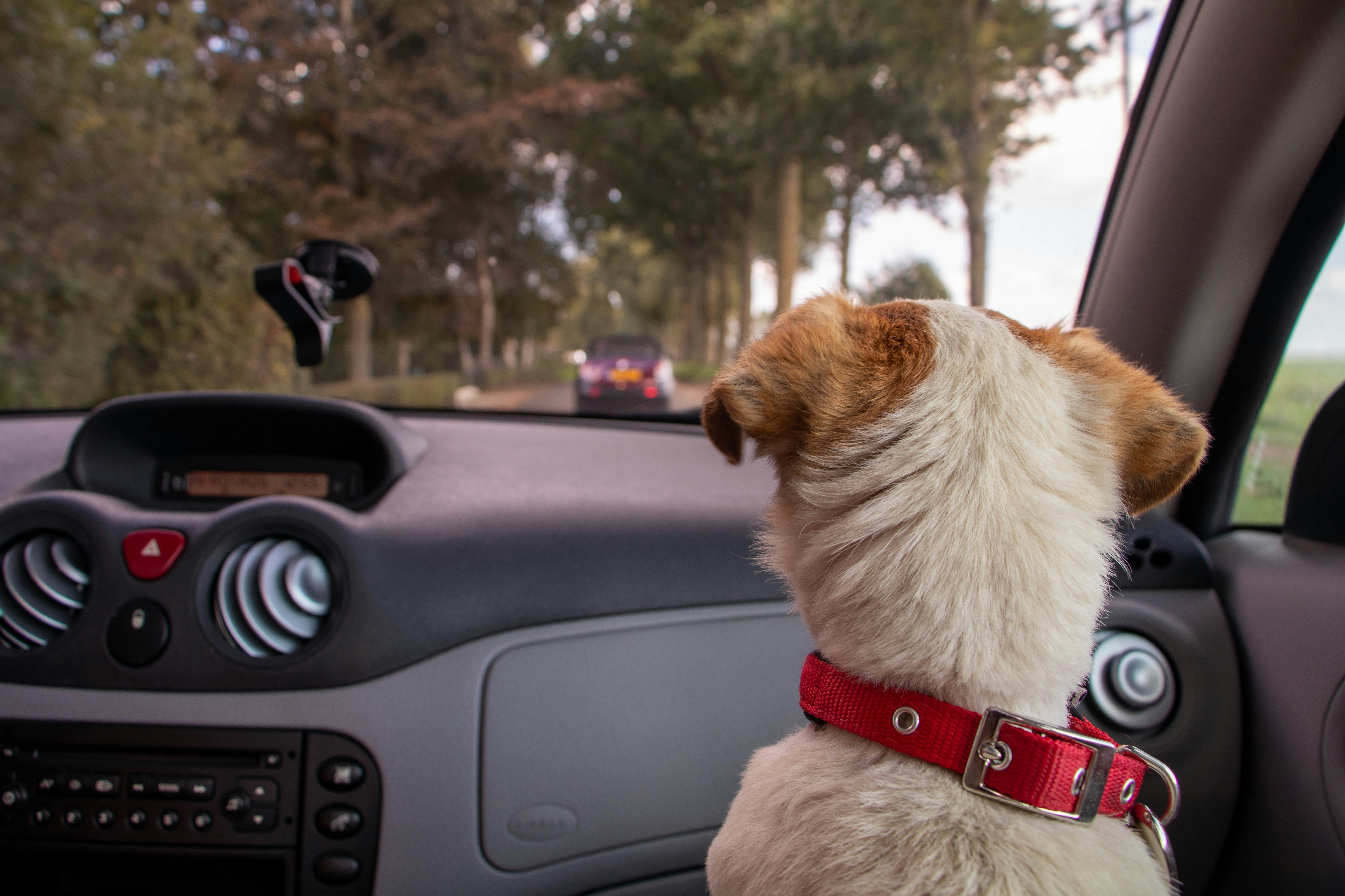 Taxi animalier